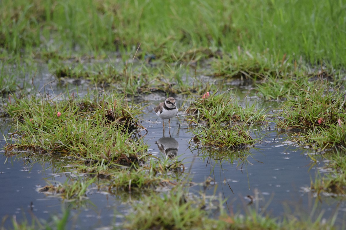 Little Ringed Plover - Feng  Chen(鳳珍） CHANG(張）
