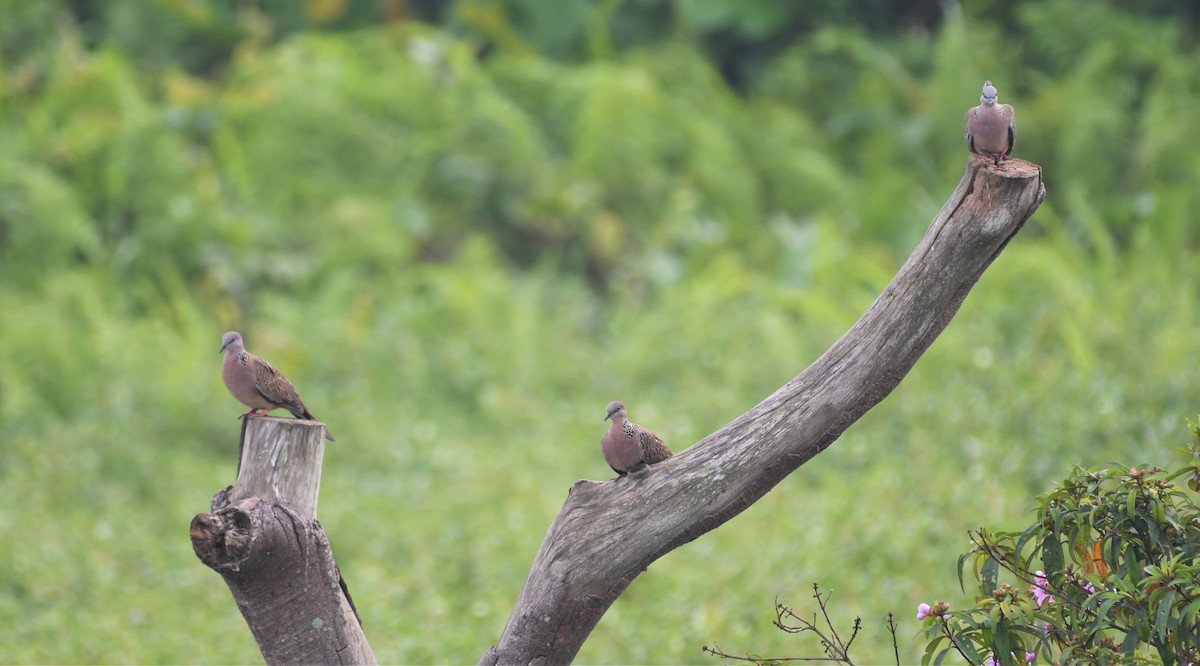 Spotted Dove - ML112334091