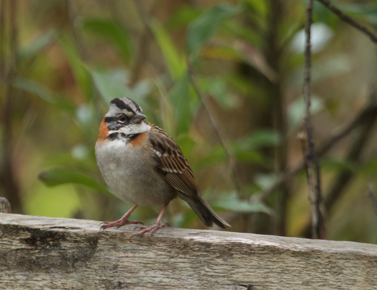 Rufous-collared Sparrow - ML112334581