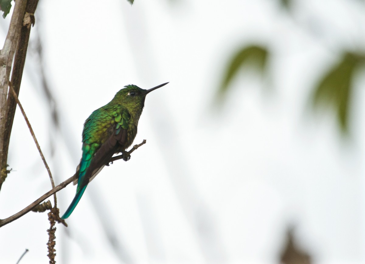 Long-tailed Sylph - ML112335201