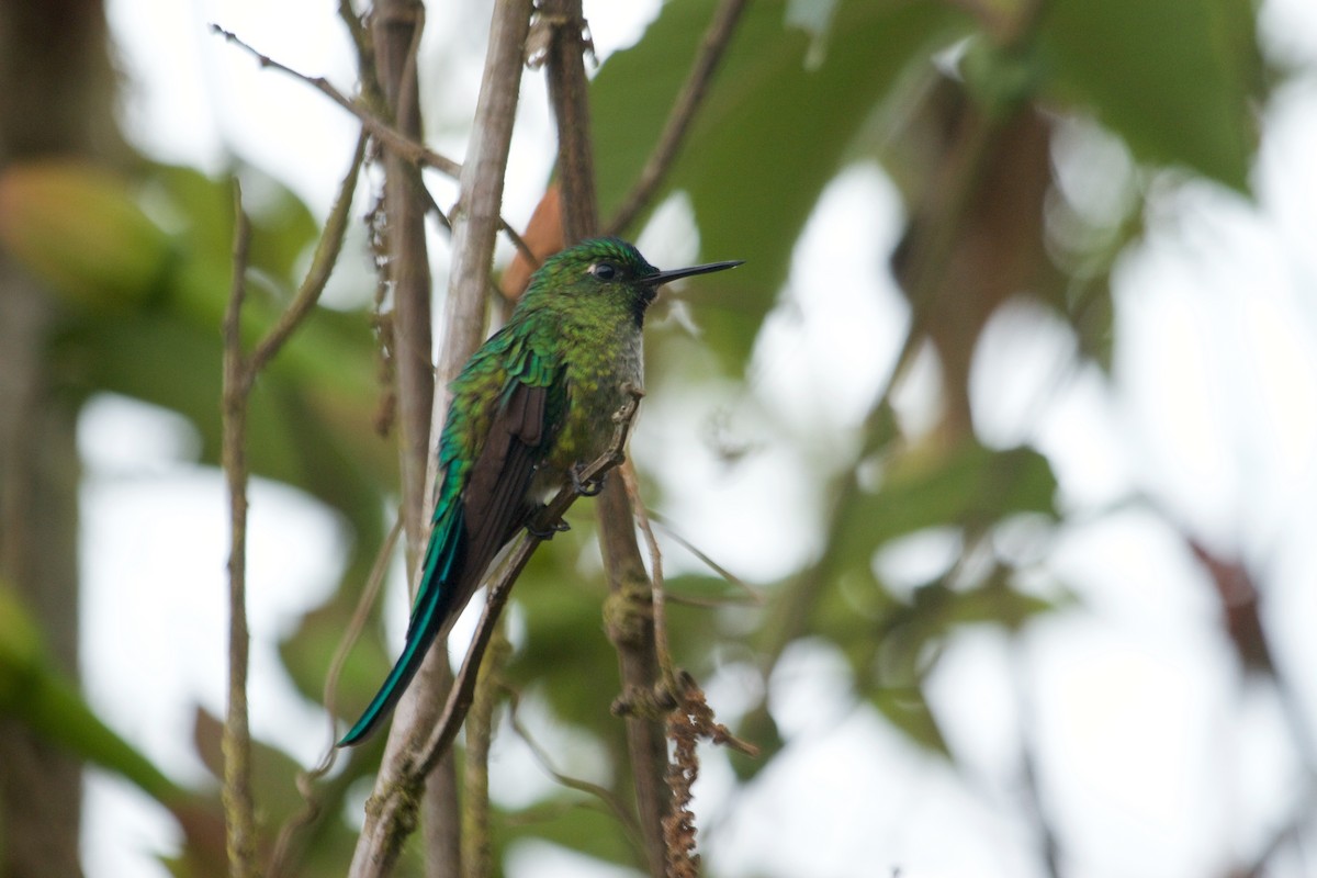 Long-tailed Sylph - ML112335281