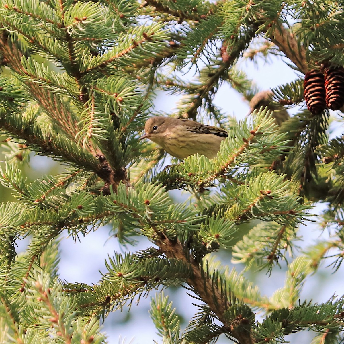 Cape May Warbler - Team Sidhu-White