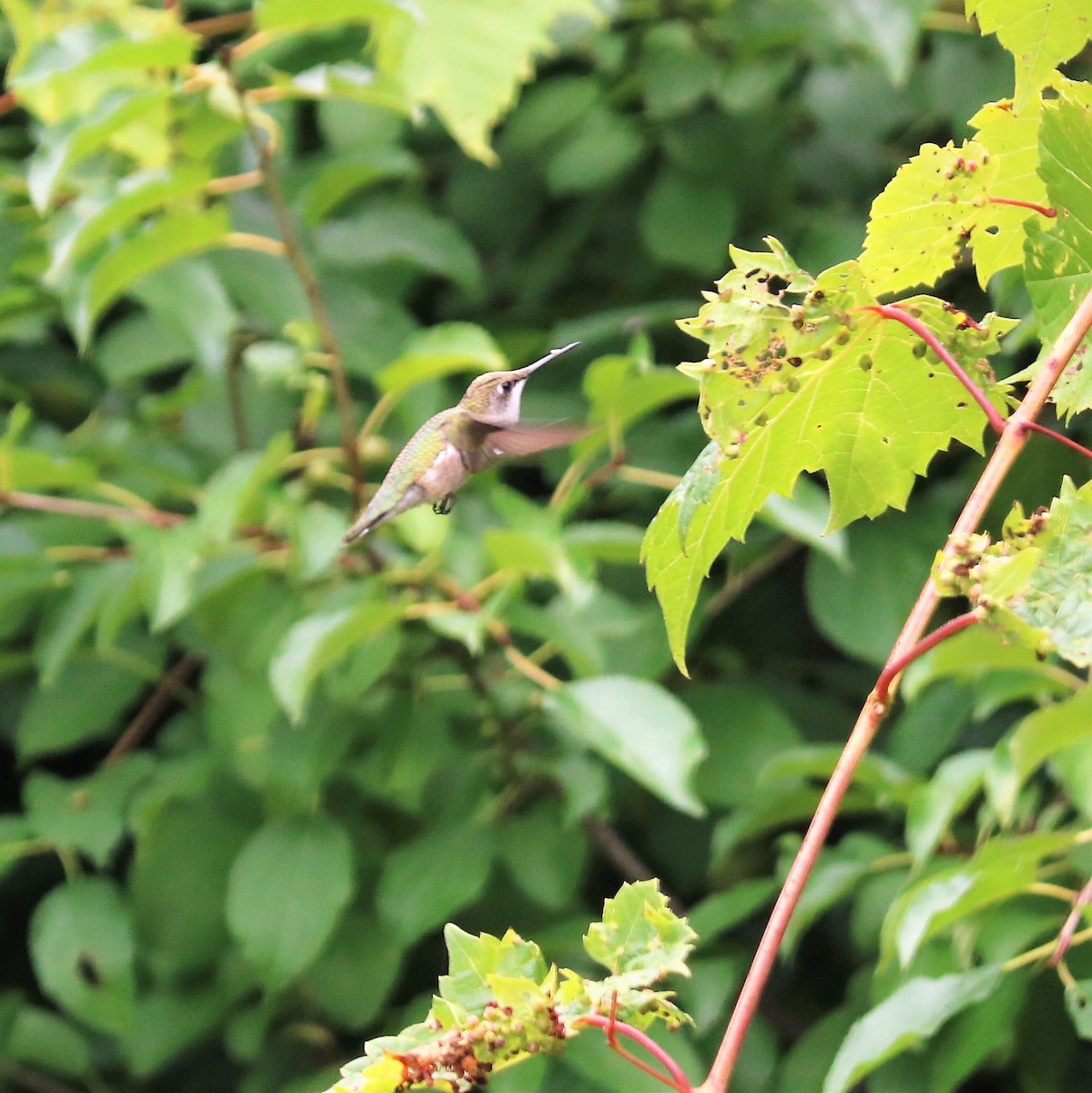 Ruby-throated Hummingbird - Team Sidhu-White