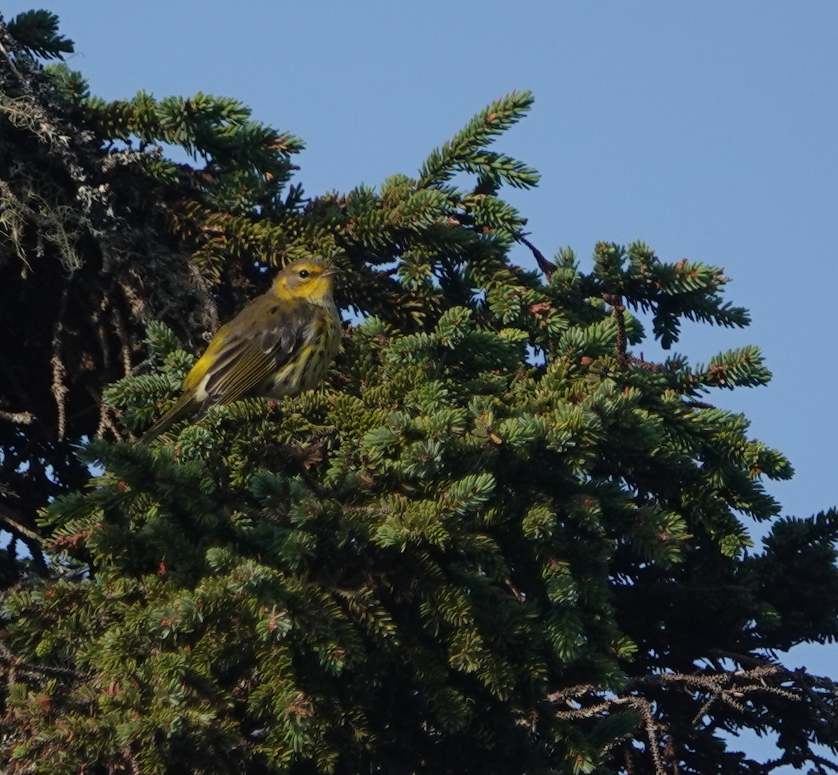 Cape May Warbler - ML112337381