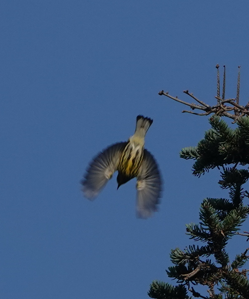 Cape May Warbler - ML112337981