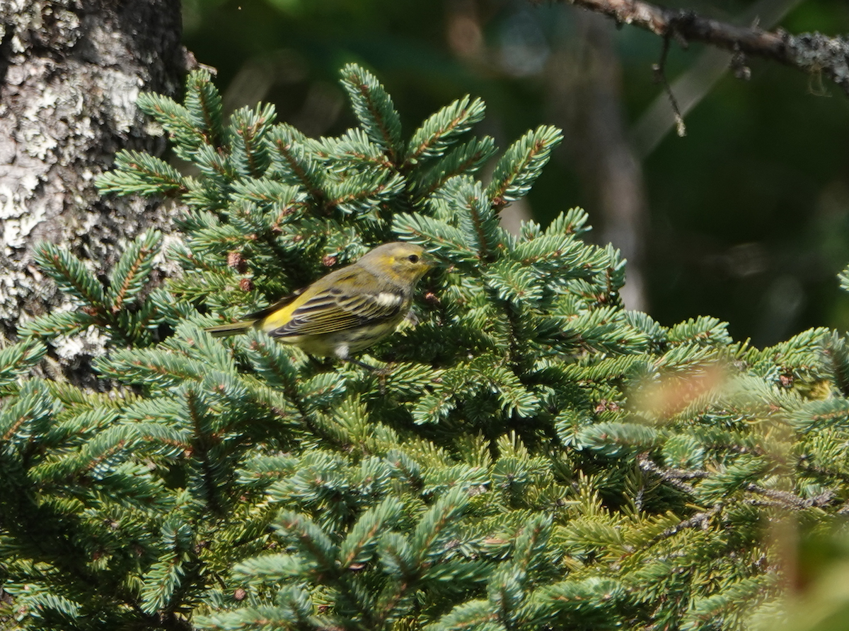 Cape May Warbler - ML112338341