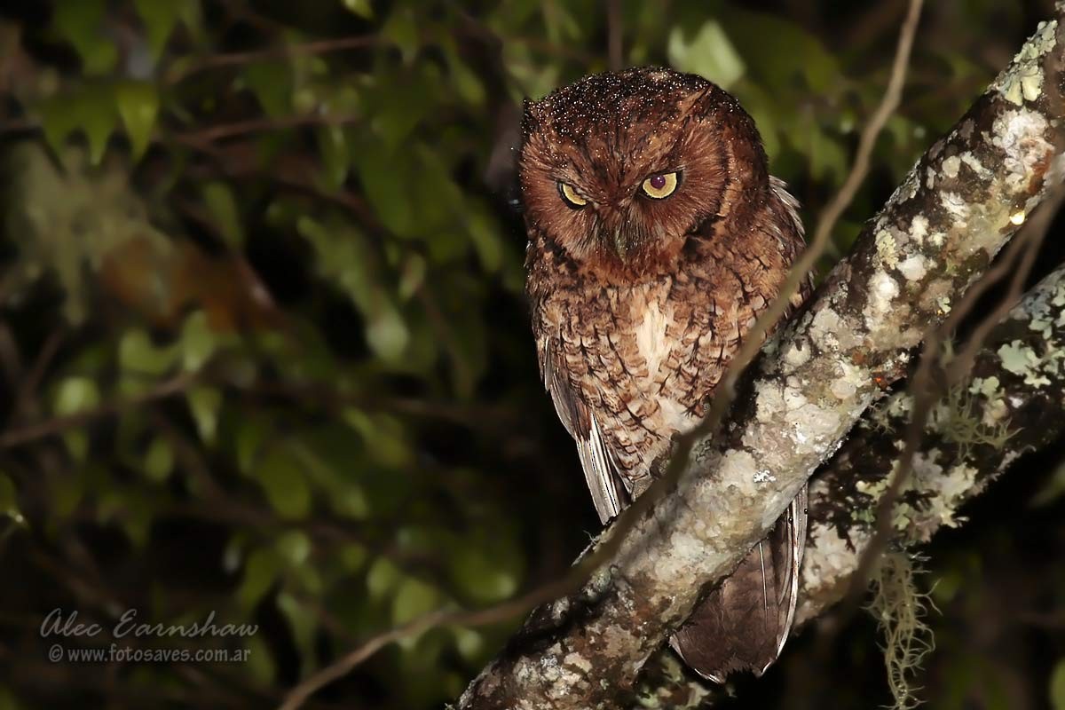 Tropical Screech-Owl - Alec Earnshaw