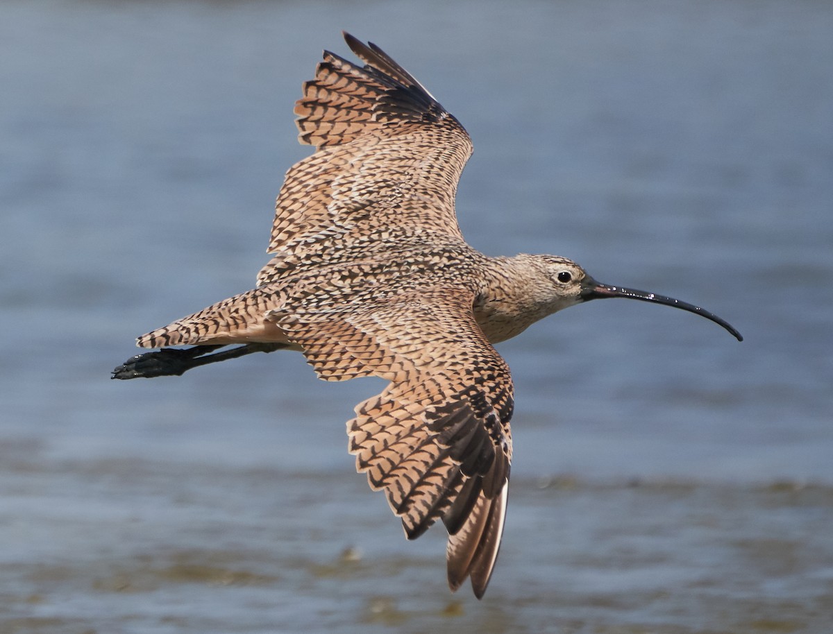 Long-billed Curlew - ML112340721