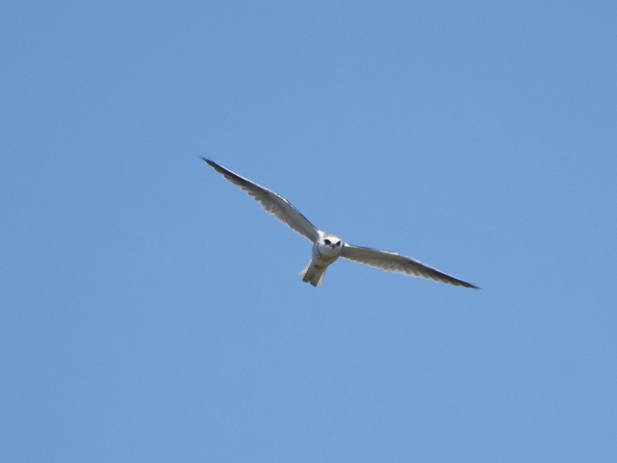 White-tailed Kite - ML112341141