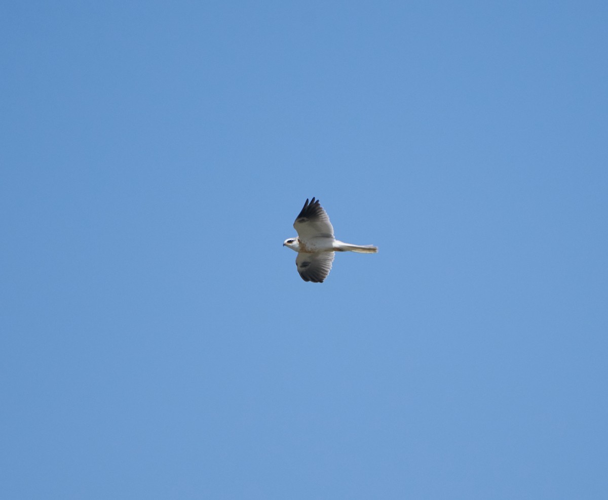 White-tailed Kite - ML112341361