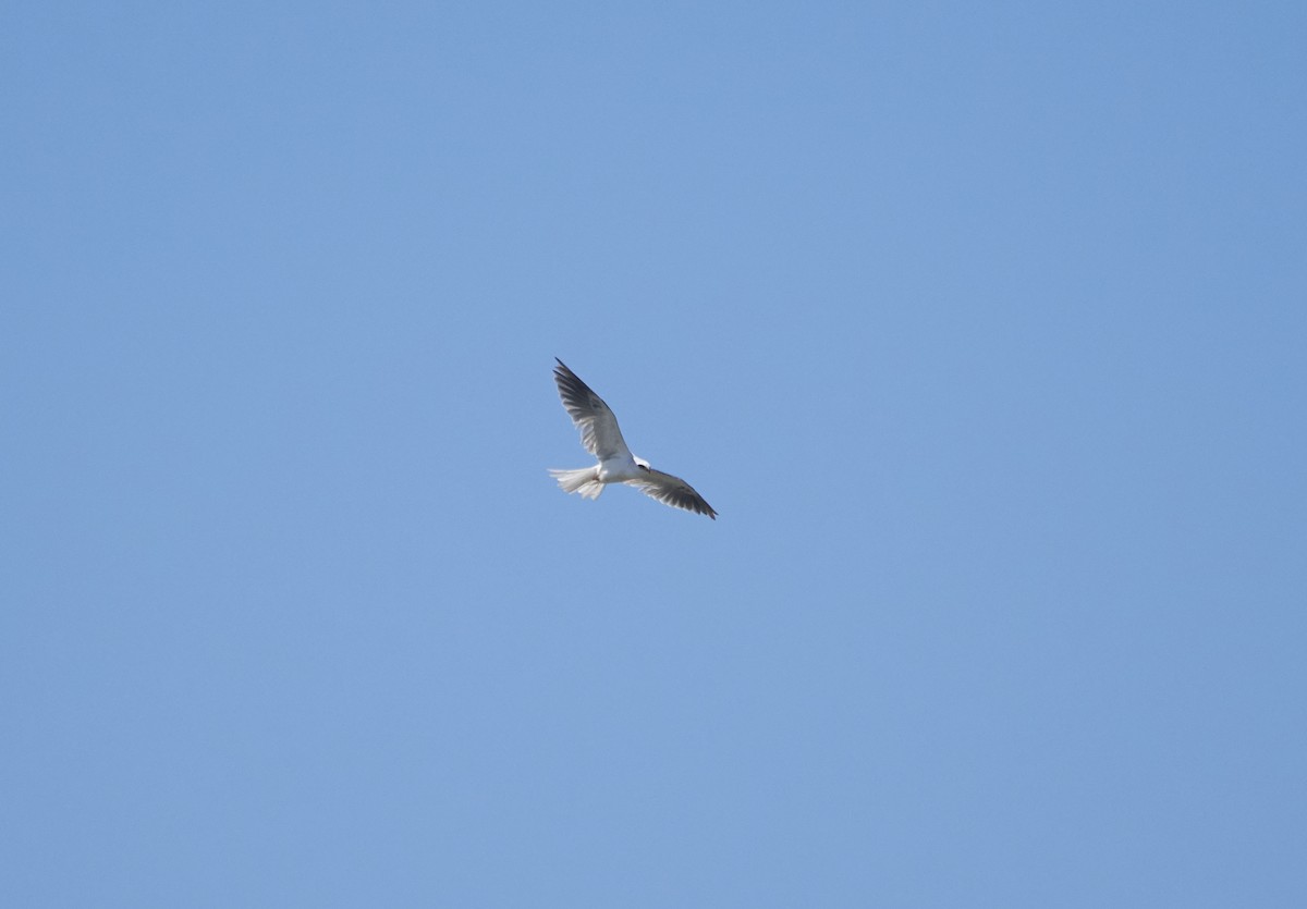 White-tailed Kite - ML112341541