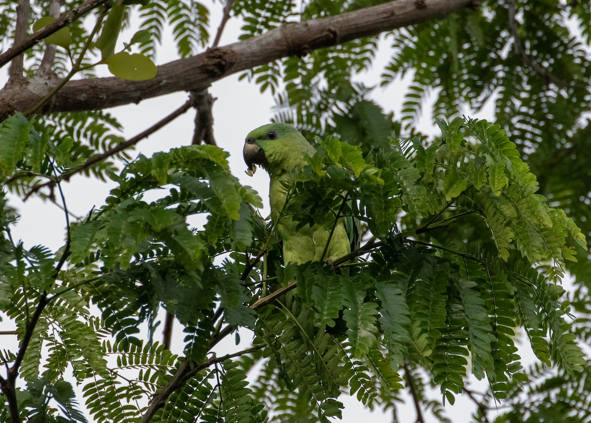 Short-tailed Parrot - Cullen Hanks