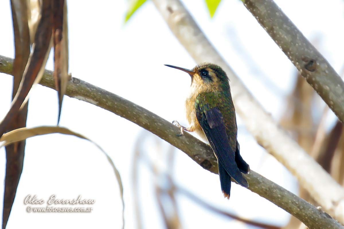 Speckled Hummingbird - Alec Earnshaw