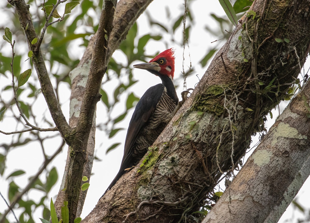 Crimson-crested Woodpecker - Cullen Hanks