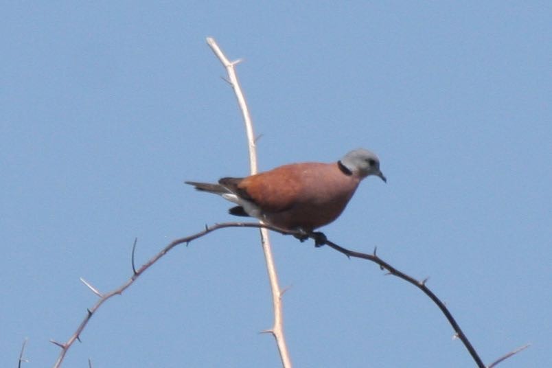 Red Collared-Dove - ML112348611