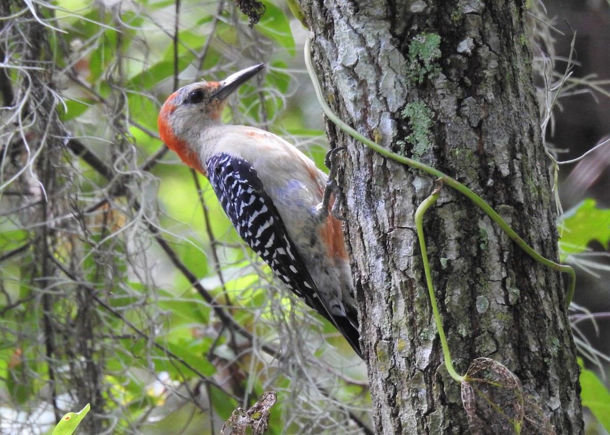 Red-bellied Woodpecker - Valentina Roumi