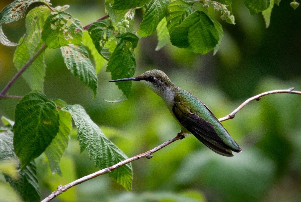 Ruby-throated Hummingbird - Suzanne Labbé