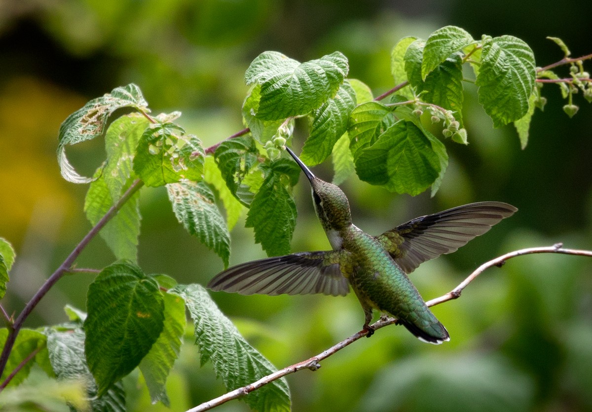 Ruby-throated Hummingbird - Suzanne Labbé