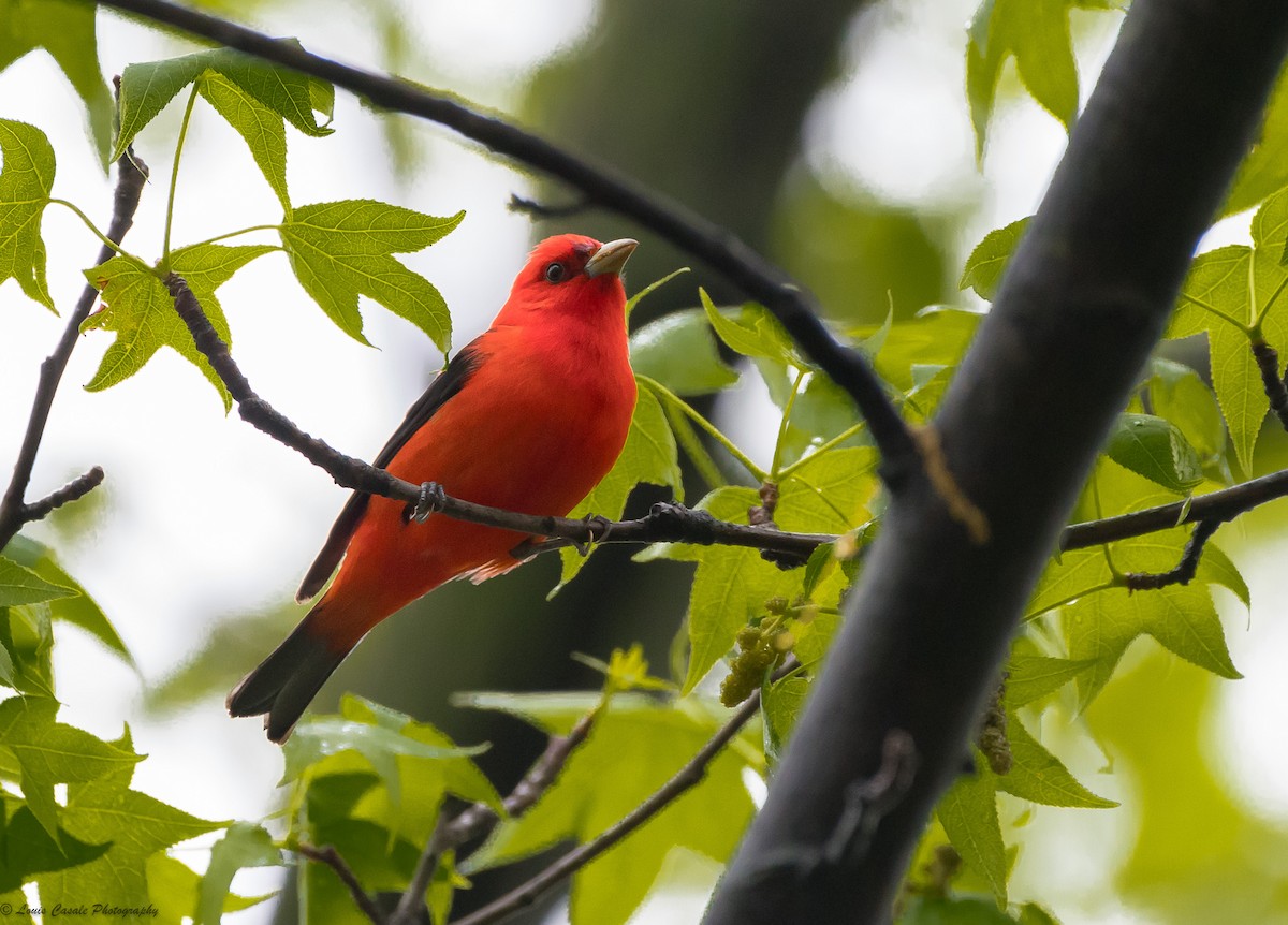 Scarlet Tanager - ML112363631