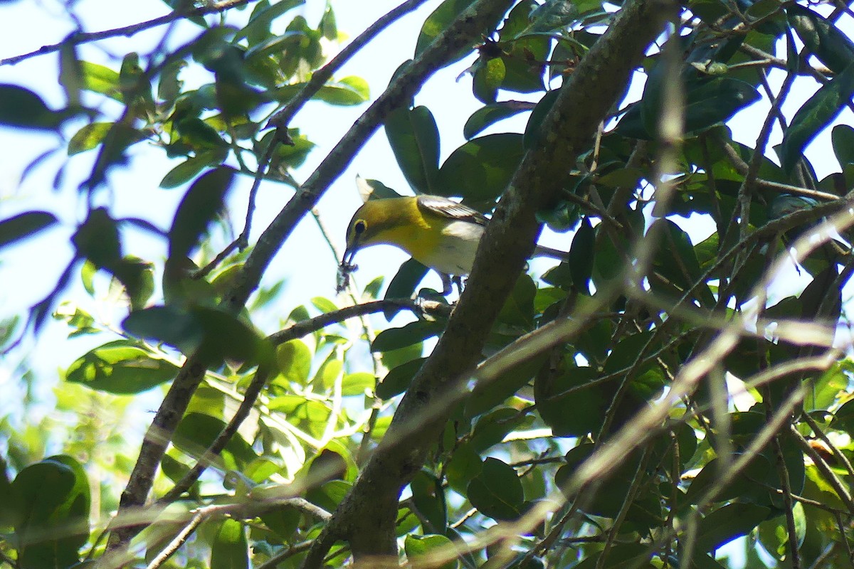 Yellow-throated Vireo - Lorraine Margeson