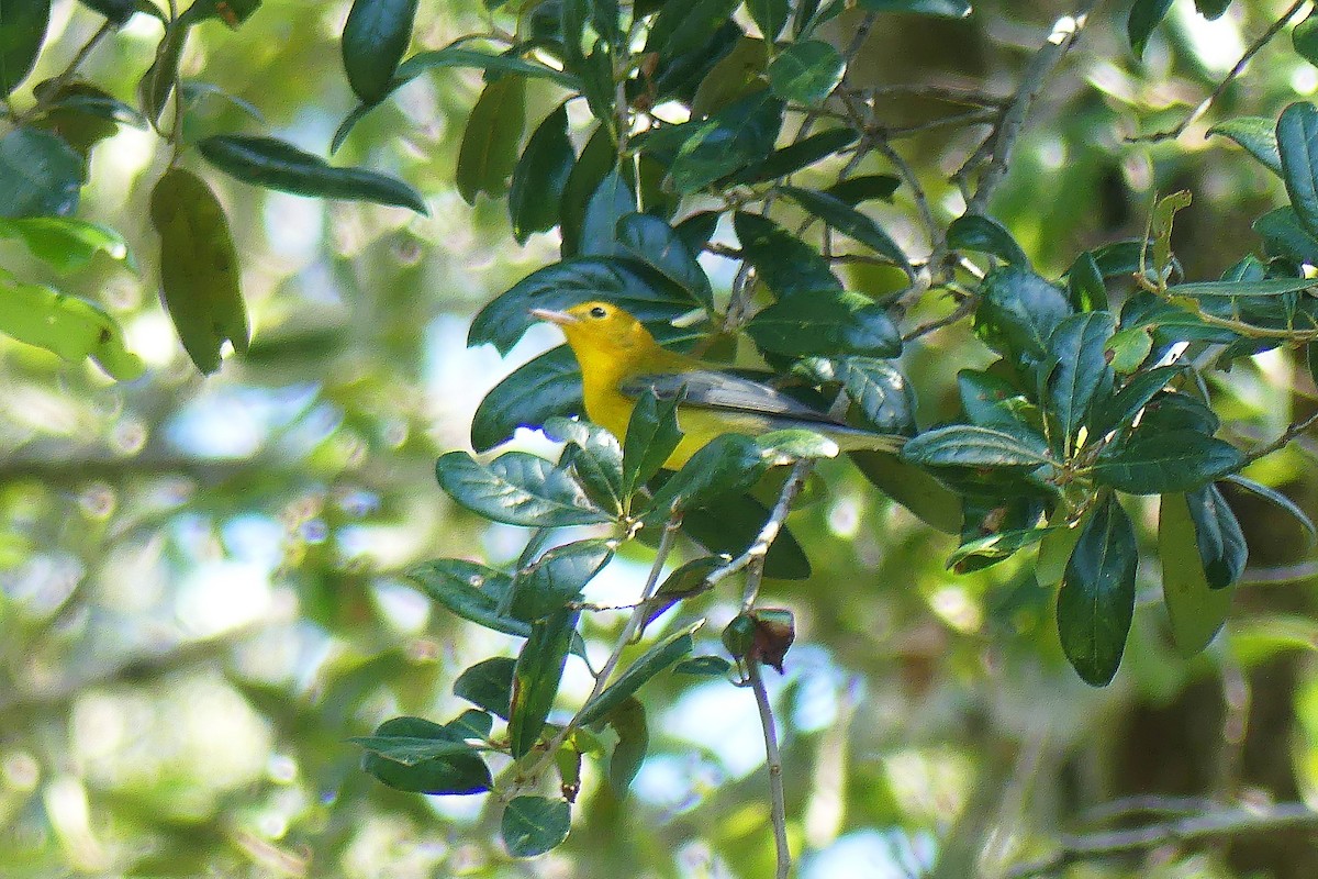Prothonotary Warbler - Lorraine Margeson