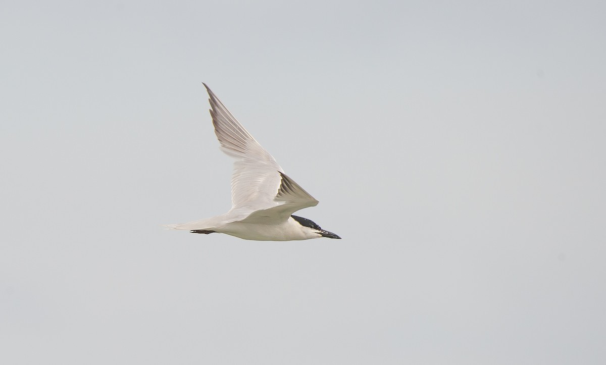 Gull-billed Tern - Wayne Fidler