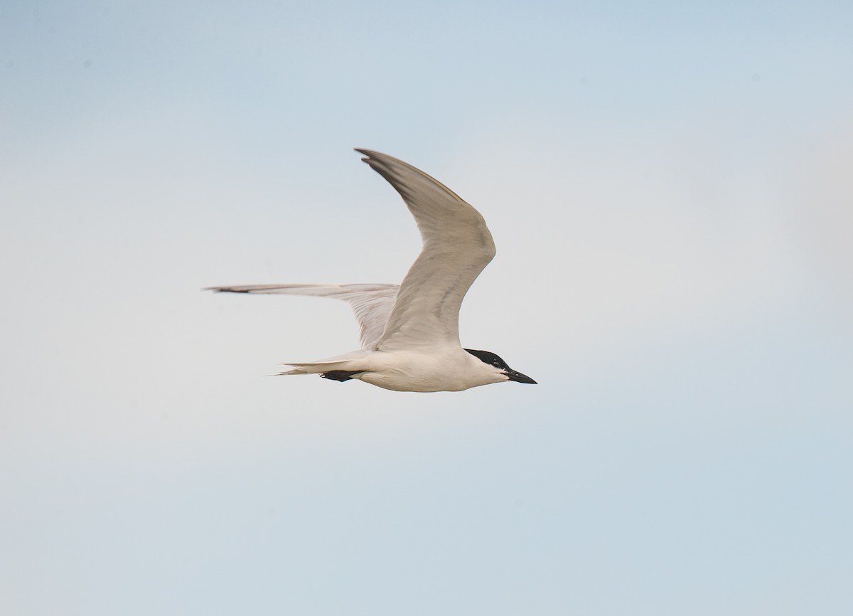 Gull-billed Tern - Wayne Fidler