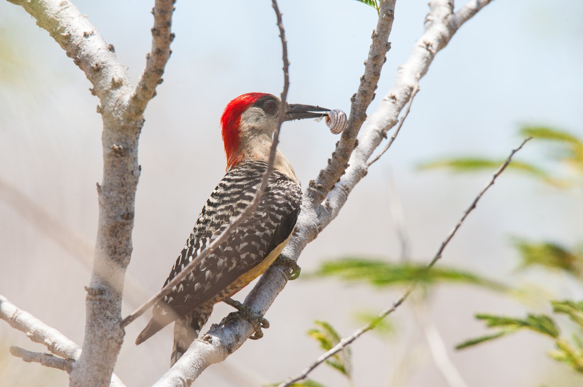 West Indian Woodpecker - ML112371571