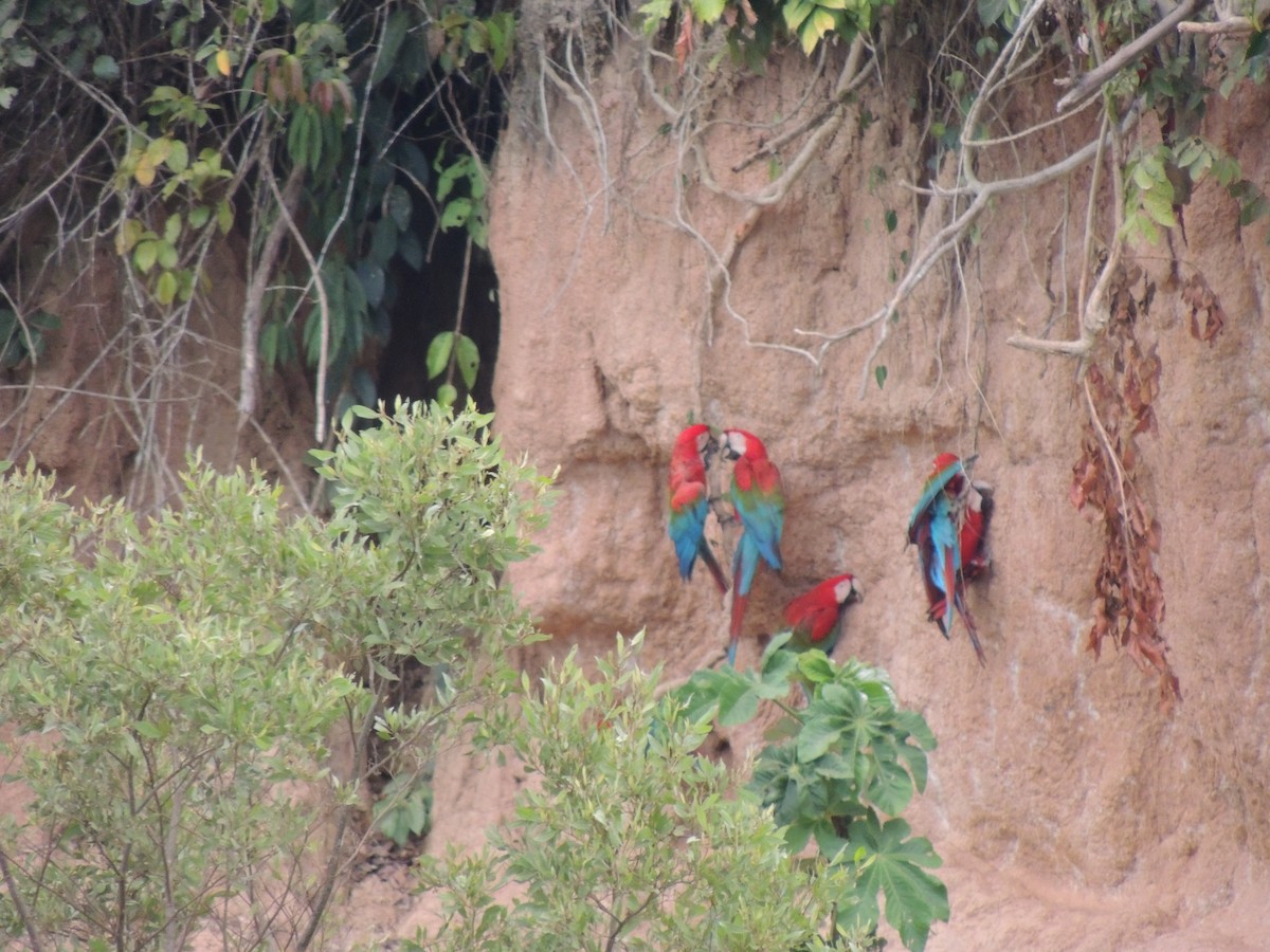 Red-and-green Macaw - ML112372121