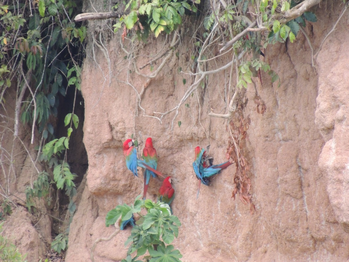 Red-and-green Macaw - ML112372331