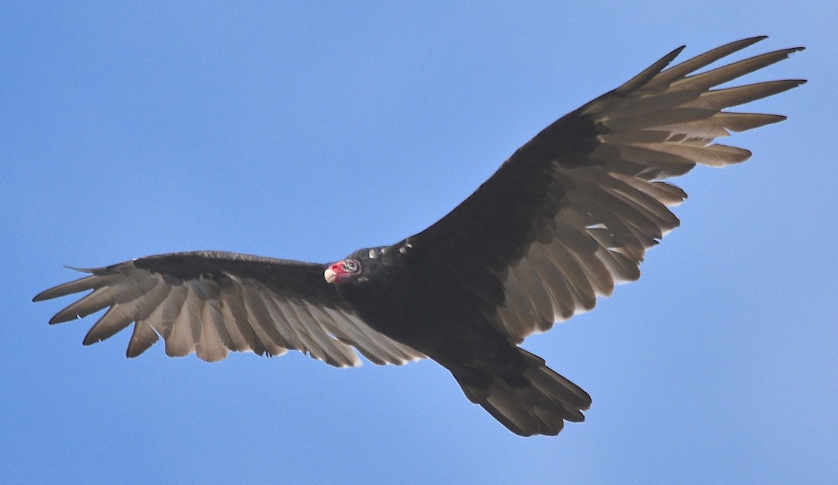 Turkey Vulture - ML112372531