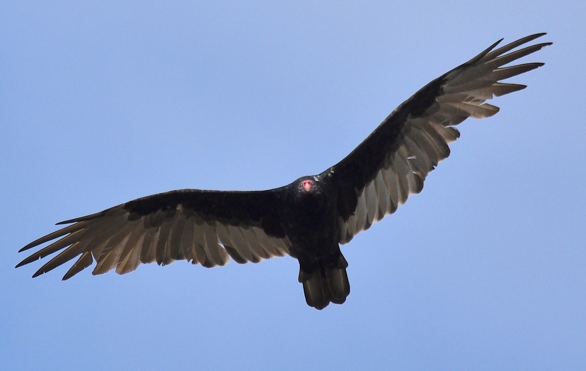 Turkey Vulture - Benoit Goyette