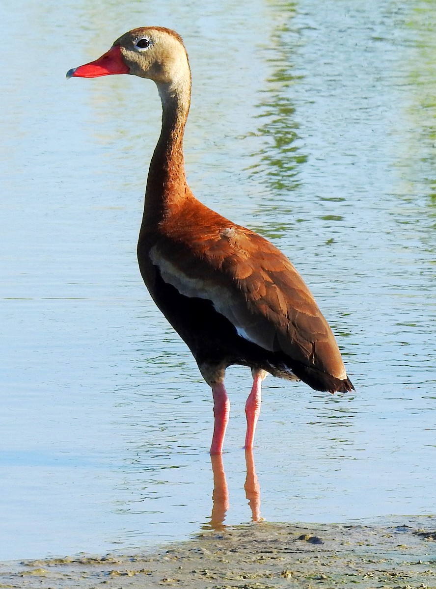 Black-bellied Whistling-Duck - Eric Haskell