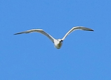 Gull-billed Tern - Eric Haskell