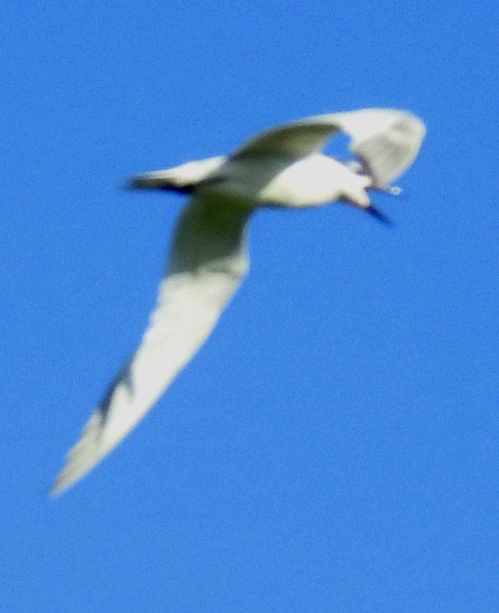 Gull-billed Tern - Eric Haskell