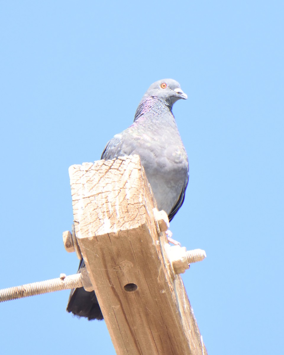 Rock Pigeon (Feral Pigeon) - ML112376501
