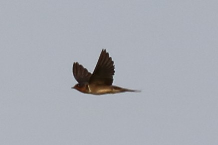 Barn Swallow - Alta Tanner