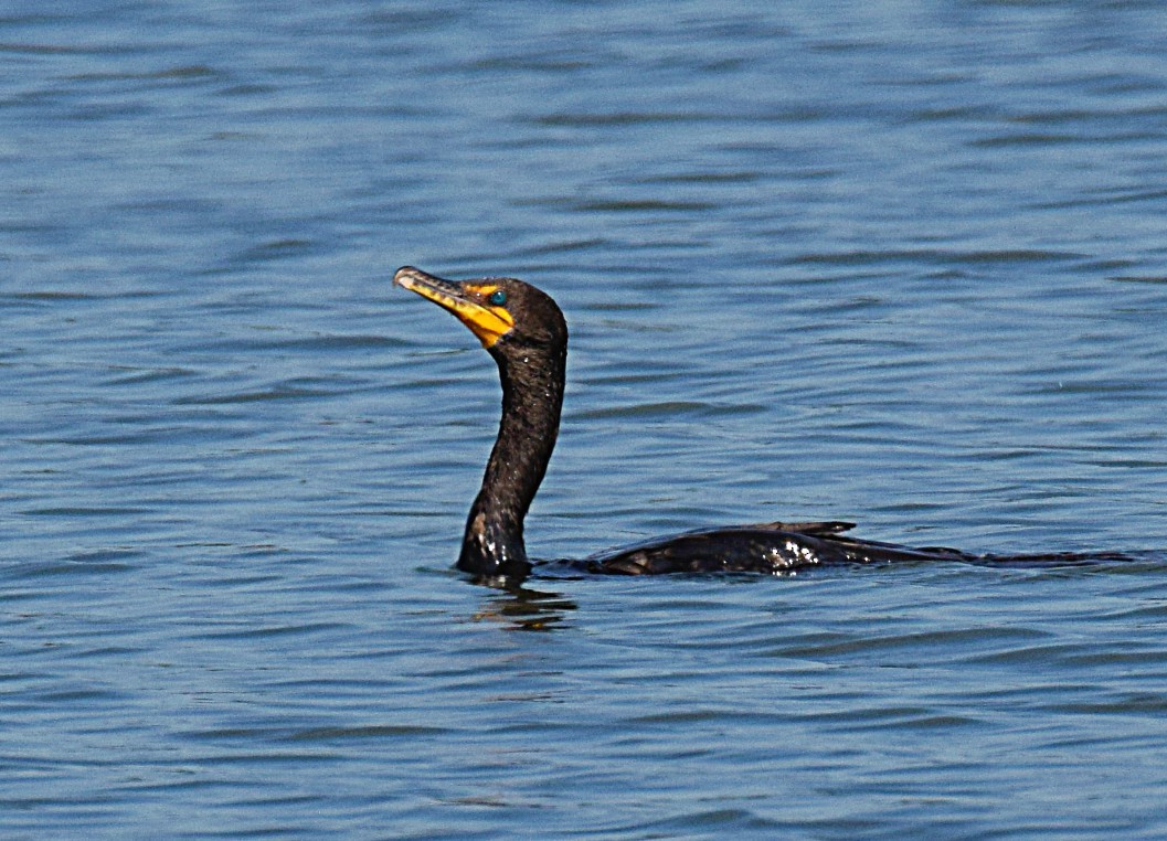 Double-crested Cormorant - Hugh Barger