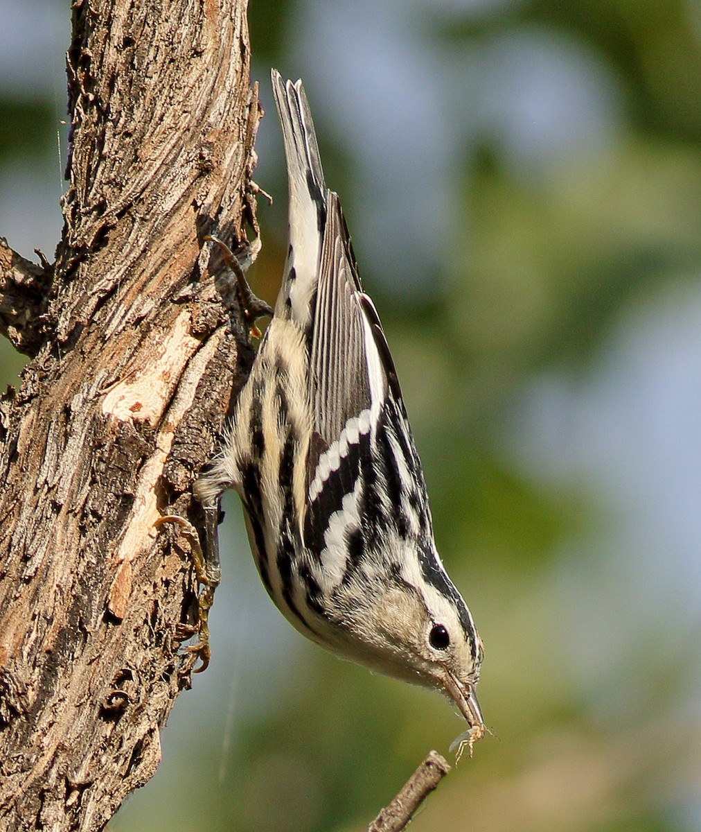Black-and-white Warbler - Robb Hinds