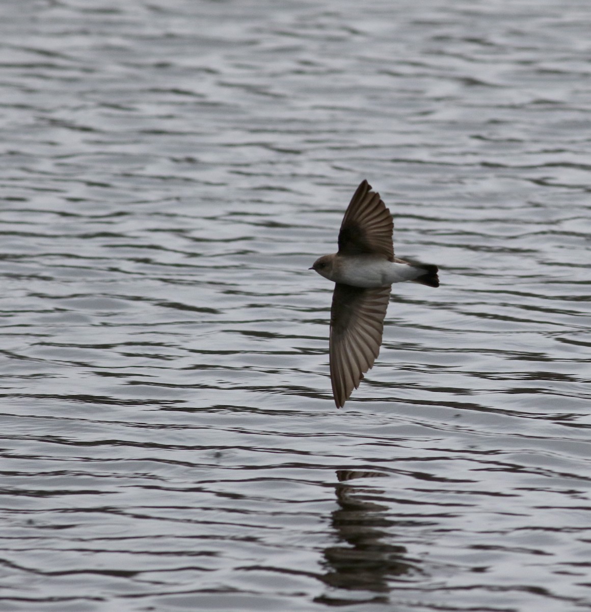 Northern Rough-winged Swallow - ML112394651