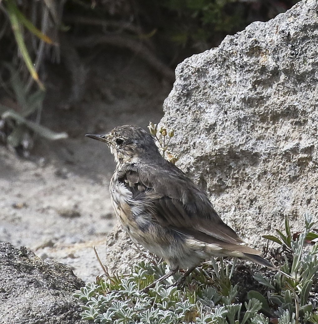 American Pipit - Dick Holcomb