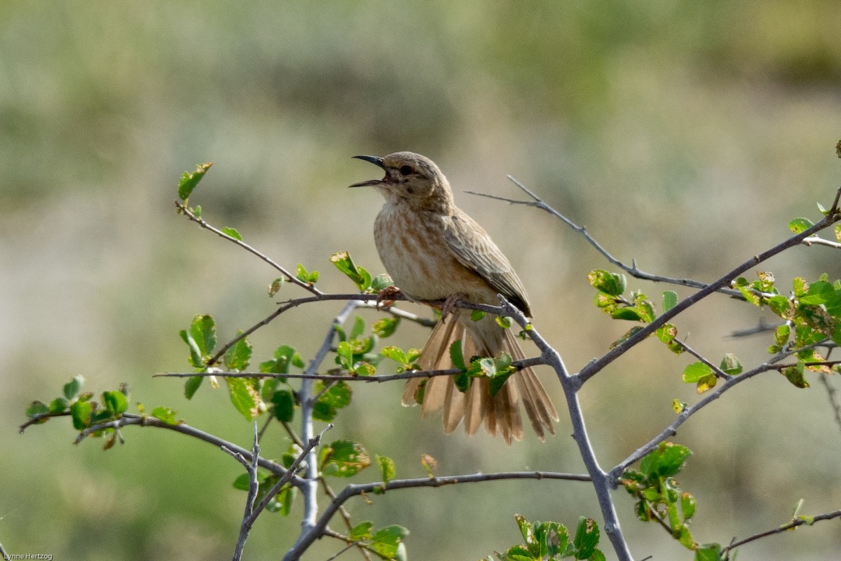 Pink-breasted Lark - ML112396271