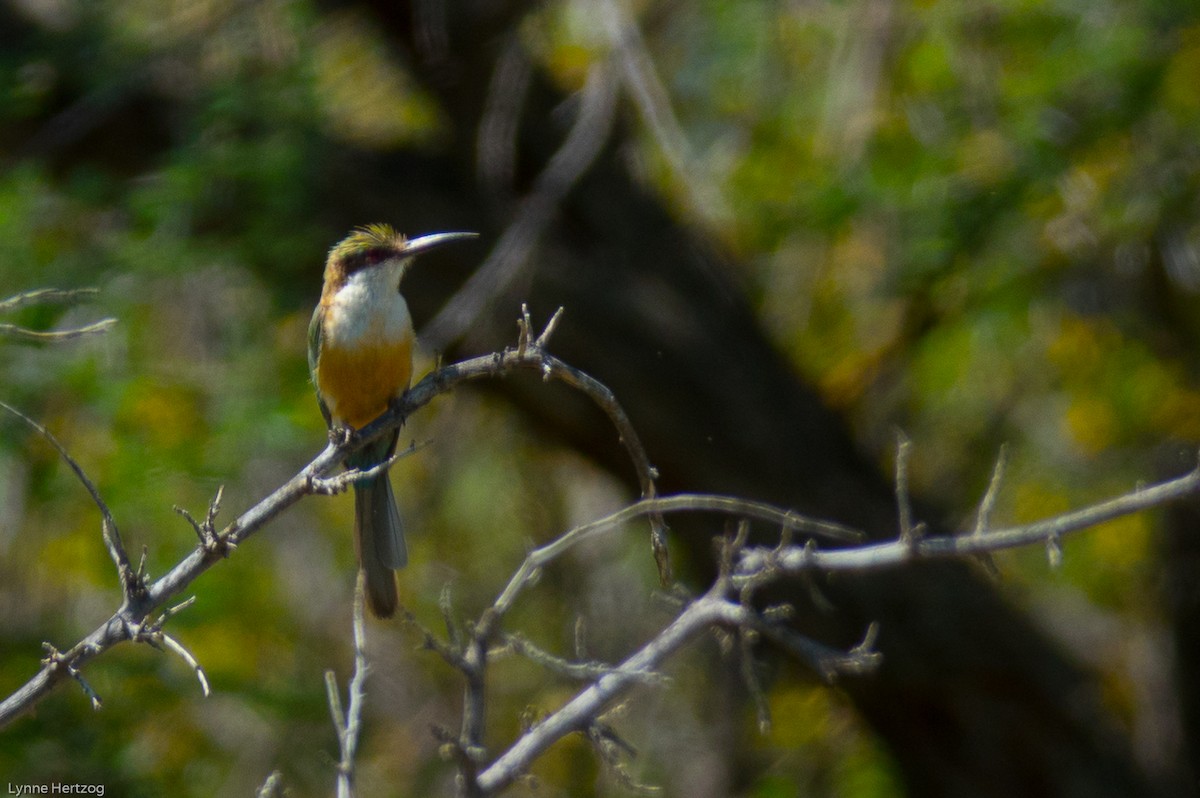 Somali Bee-eater - ML112396321