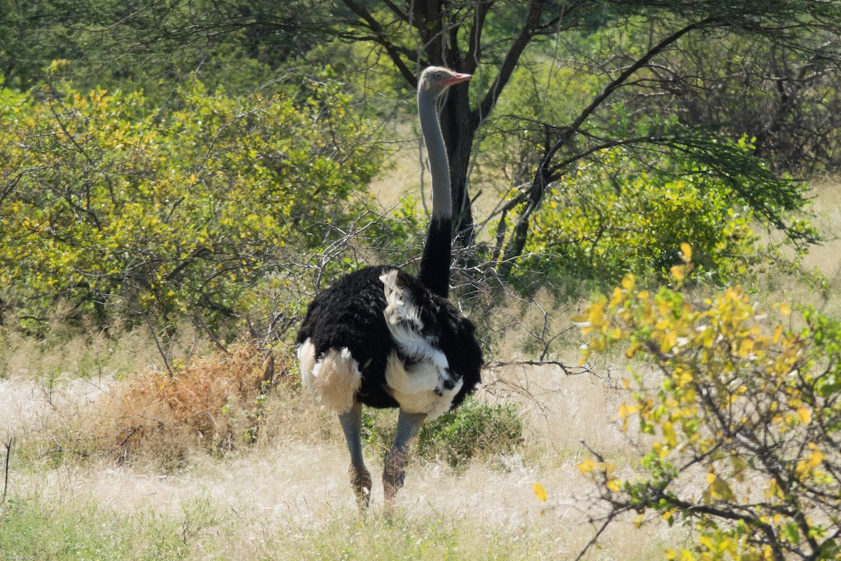 Somali Ostrich - ML112396481