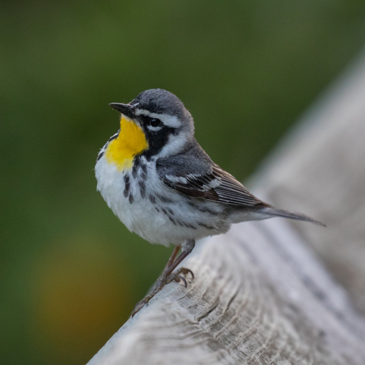 Yellow-throated Warbler - Edward Plumer