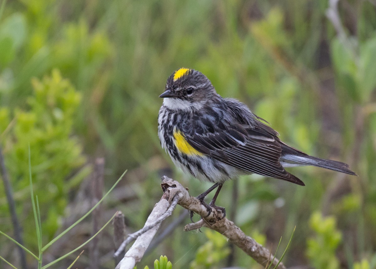 Yellow-rumped Warbler (Myrtle) - Edward Plumer