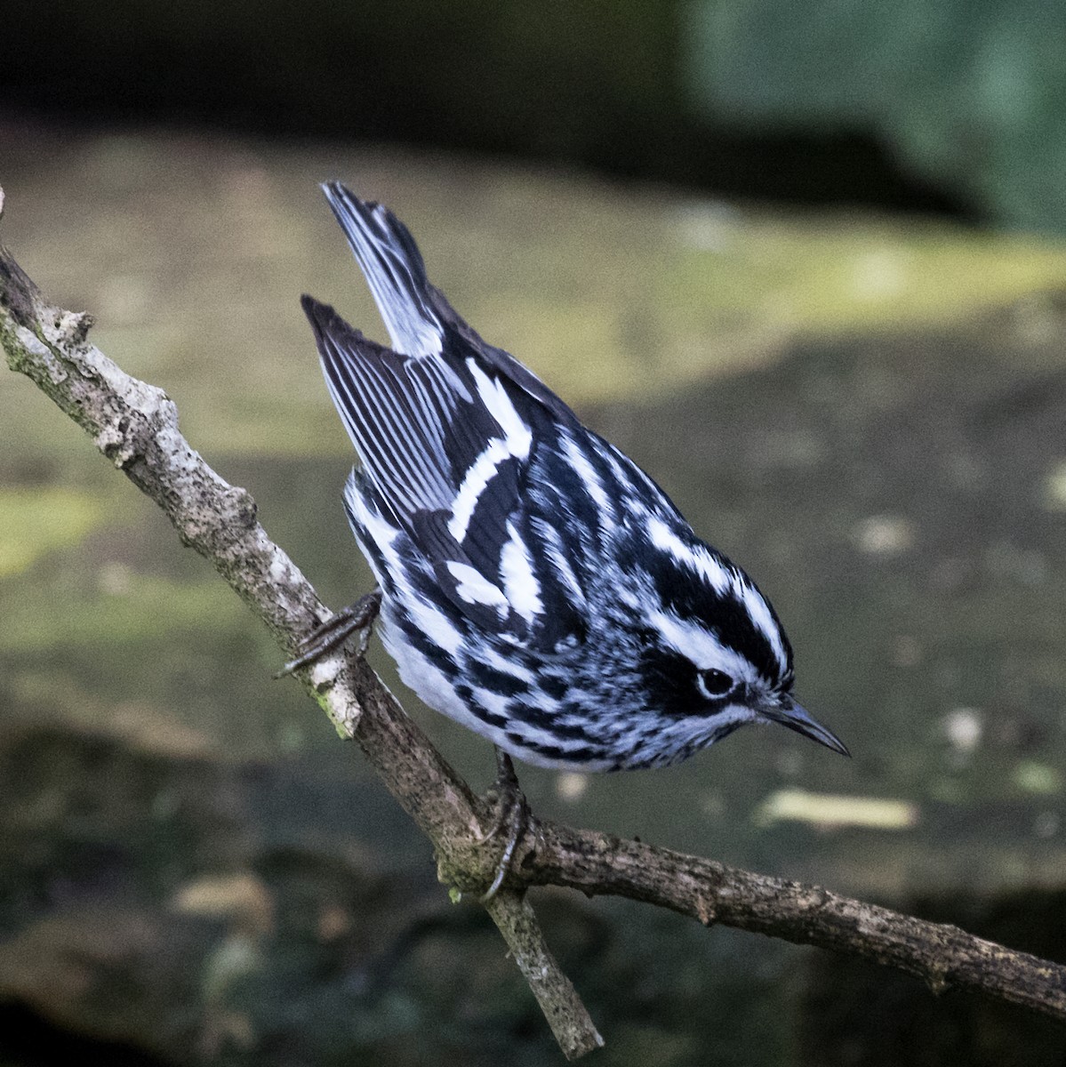 Black-and-white Warbler - Edward Plumer