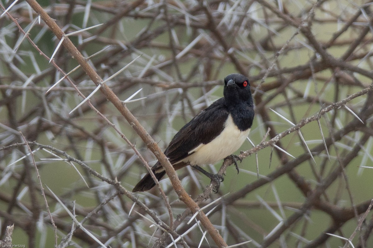 Magpie Starling - ML112398251
