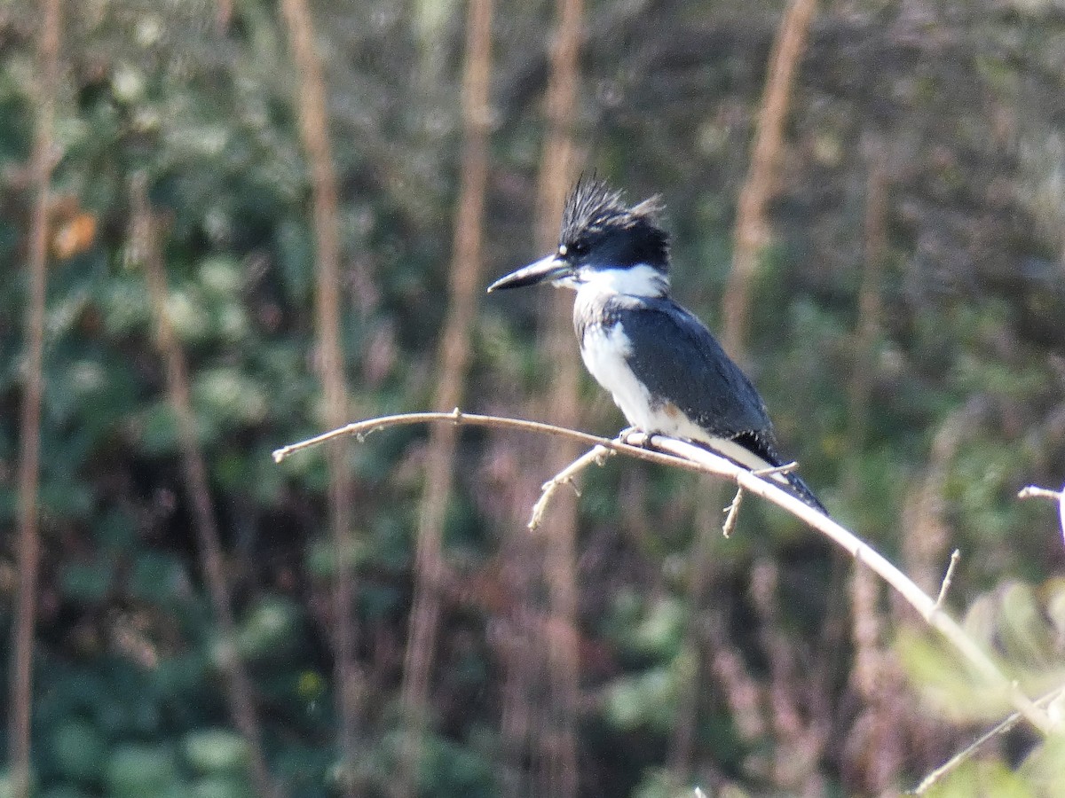 Belted Kingfisher - ML112398511