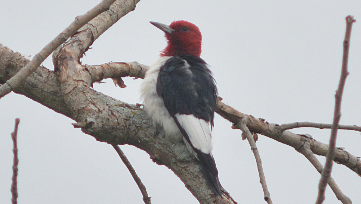 Red-headed Woodpecker - ML112398681